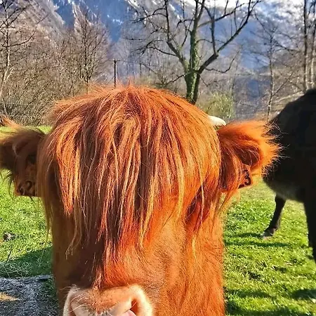 Lahora Lait'colo De L'izard - Panoramique *