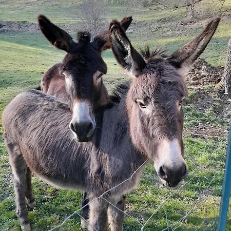 Lahora Lait'colo De L'izard - Panoramique Arrens-Marsous